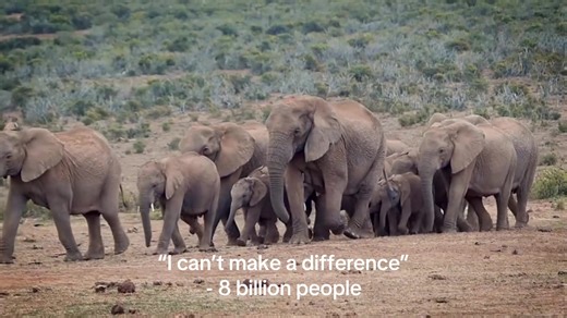 YOU CAN MAKE A DIFFERENCE!! #climatechange #globalwarming #savetheanimals #ecosia #endangeredanimals #savetheplanet #fyp #capcut #edit #savetheocean