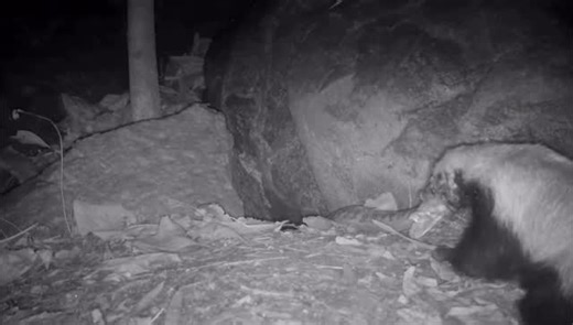 Wildlife Conservation Trust on Instagram: "The Indian ratel, also known as the honey badger, is renowned for its fearlessness, intelligence, and efficiency as a predator. The species has a vast distribution, ranging from much of Africa to West Asia and the Indian subcontinent. Its diet is incredibly varied, including venomous snakes that most other animals avoid. You may have seen viral videos from Africa showcasing their tenacity as they stand their ground against large predators such as lions,