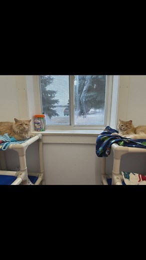 These two buff beauties, Clyde and Buffy, will be going home together soon! It will be a buff filled house as they are being adopted by Jonas and Anastasia’s family - two other buff beauties that were adopted! 😻🐾🧡 #buffcats #adorable #loveit #toocute #furballs #catscatscats #catlovers #buff #orange #furballfarmcatsanctuary | Furball Farm Cat Sanctuary