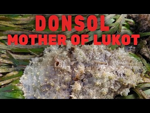 CLOSER LOOK OF THE MOTHER OF LUKOT - “DONSOL”