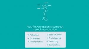 Plant Reproduction and Seed Growth | LC Biology | Studyclix Boost