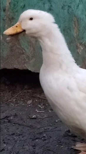 Pekin Duck Quacking (7 Weeks Old)