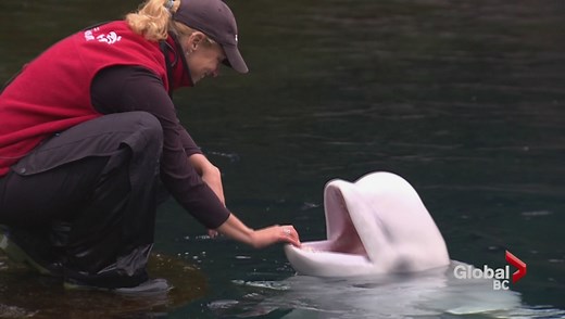 Researchers mapping Beluga Whale genome for the first time