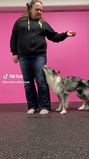 Amazing Canine Freestyle Dance Tricks with Border Collie