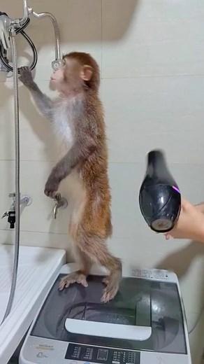 Monkey baby (@tom208a)’s videos with original sound - Monkey baby