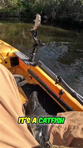 Kayaker's Hilarious Frustration with Freaking Catfish!