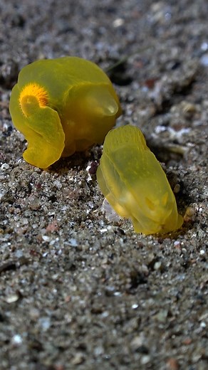 3.3M views · 22K reactions | Deep underwater, no texts, no goodbyes. Just a clean break and fabulous exit. Even nudibranchs know: real connection doesn’t need drama. #oceanreality #nudibranchtruth #sealifevibes #emotionaldetox #naturewisdom | Ocean Reality Channel | Facebook