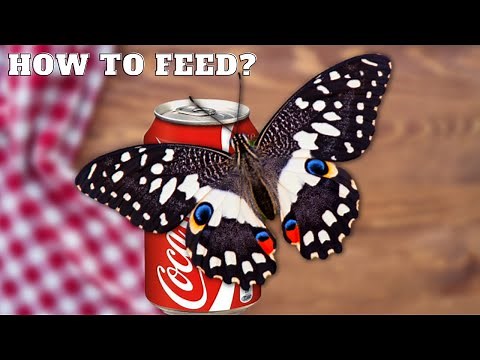 How to Feed: BUTTERFLY! How to feed a Butterfly (Guide by Bart Coppens)