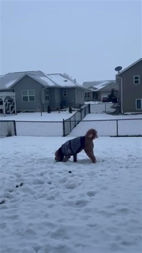 Goldendoodle Zoomies in with Epic Unity Song - Healing Vibes & Doggo Fun! #shorts