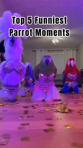 Ranking Top 5 Funniest Parrot Moments #Top5 #parrot