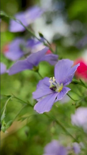 Wild Blue Flower in Bloom 💙🌼 | Nature’s Hidden Beauty | Beautiful Flowers