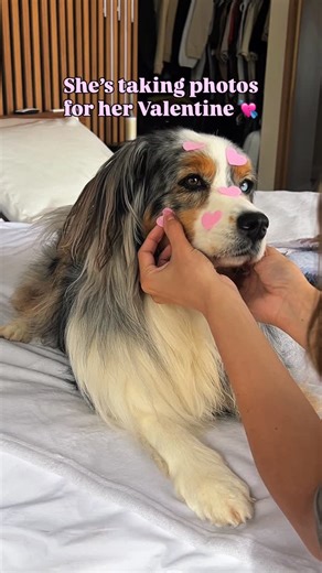 Sedona The Australian Shepherd | Toronto on Instagram: "how did she do?! right now her Valentine is a chicken cube, the one true love of her life 💕 treat: @openfarmpet | dc: SEDONA Shot on Canon EOS R5 35mm F1.4 DG HSM | Art 012 #dogvalentine #dogphotoideas"