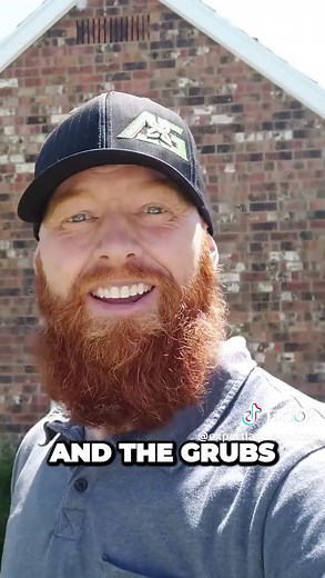 Organic grub control - it’s wiggly! 🪱 Beneficial nematodes enter grubs through their mouths and neutralizes them from inside. A natural parasite for lawn pests! 😲 They’re safe to reapply as needed. Perfect organic solution if you want to avoid chemicals. Make sure to get the right nematodes for your area. Fall is the best time to apply - get off the couch and go give your lawn some wormy help! 🪱🦟 Bye bye grubs, hello healthy grass! Give these weird little worms a try. #nematodes #grubcontrol