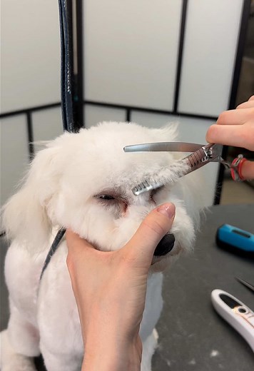 Adorable Maltipoo Grooming Tips