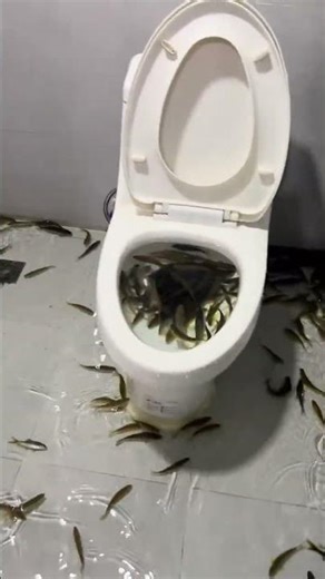 5662: Child fills bathroom with water and fish in China