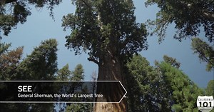 カリフォルニアには、家族みんなで楽しめるスポットやアクティビティがいっぱい！ 大自然を体験するならハイシエラにあるセコイア・キングスキャニオン国立公園へ。絶景を楽しみながらトレッキングをすれば、世界で最も背の高いジャイアントセコイアの木に出会えます。家族みんなで満天の星空を楽しむならキャンプがおすすめです。 夏休みは、家族でカリフォルニアへ。旅のヒントをCalifornia101動画でチェックしてみましょう。#California101 カリフォルニア・ドリームキッズの詳細（日本語）： http://bit.ly/2Is0qty Sequoia and Kings Canyon National Parks | Visit California