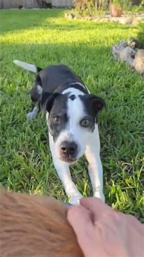 Terrible throw 😂😂 #dogs #scooby #puppy