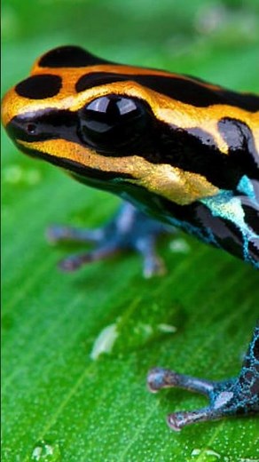 Animales más Coloridos del Mundo 🌎