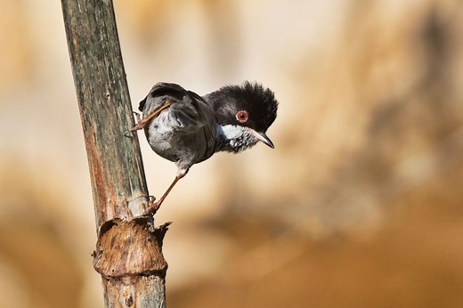 Birdwatching in Cyprus - BirdLife Cyprus