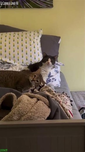 Funny Pets 🐱 Kitten meowing 😻 # Episode 3887