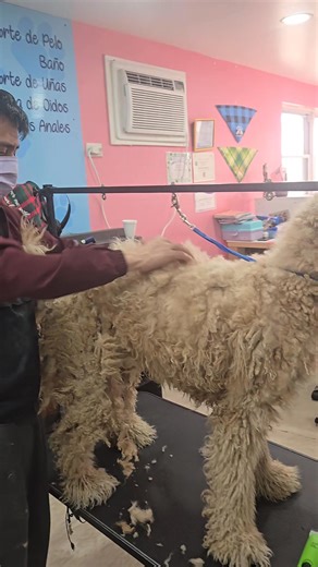 Caninos Dog Grooming Corp on Reels