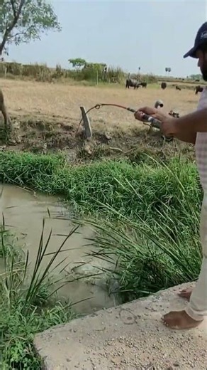 Fishing|Big Catfish Catching in Village Small stream #youtubeshorts #shorts #shortvideo