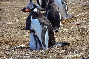 Linux: Solus 4.2 bringt überarbeiteten Budgie-Desktop