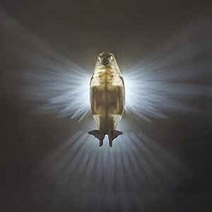 3D Animals Led Wall Light - Indoor Wall Sconce for Bedroom, Living Room, Battery Operated, Warm White Light (Eagle Light)