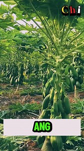 Papaya scam? Hindi ito prutas lang, milyon ang laman #fyp #highlights #viralreels #ContentMonetization | Chi