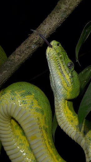 A forest full of wonder. The legendary Emerald Tree Boa. Even though each night we spend hours walking through the forest and see so many incredible things, this is a snake it took me SEVENTEEN years to see. It was even more beautiful than I had imagined, and it been seemed to glow in the jungle night agains the dark green of the jungle 🐍 *Want to join me in the field? We have two places left on the June 3 Junglekeepers trip. Visit www.tamanduajungle.com to sign up! @tamanduaexpeditions | Paul 