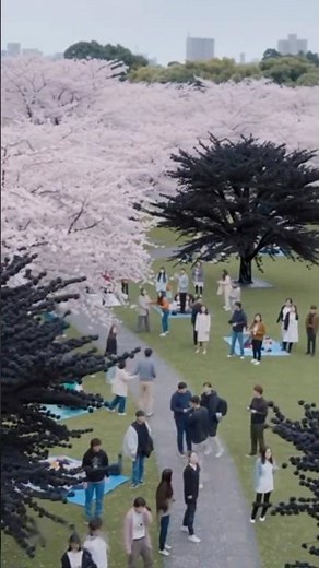 Cherry Blossom Season Turns into a Black Poison Nightmare in Tokyo Park 😱🌸🖤