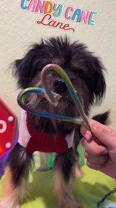 Welcome to Candy Cane Lane 🎄 Where every stop comes with wagging tails, happy noses, and a whole lot of holiday cheer. Bolt and Hermie were not impressed. These castaways are serving peppermint joy and waiting for their happily ever afters. ❤️🐾 Which castaway on Candy Cane Lane melted your heart? 🍭🐾 Drop their name in the comments and share the holiday love! #CanineCastaways #changingtheworldonedogatatime #candycanelane | Canine Castaways, Inc.