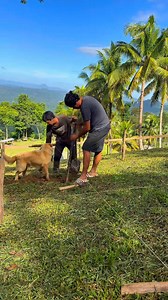 Manangi' EcoFarm update | Reynand Pajaganas Flora