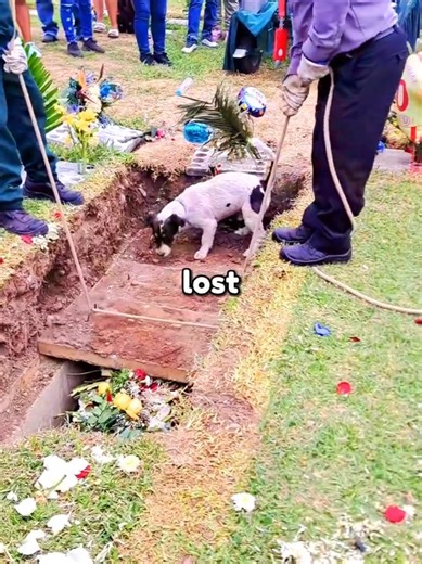 Dog Lost His Best Friend 💔😢 #shorts