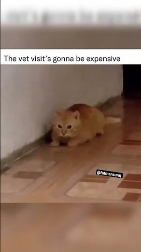 Orange cat swallowed flashlight 😂😂