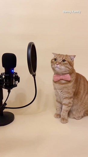 Benny sings for Indonesian fans!😻 This song is ‘Tak Ingin Usai’ - Keisya Levronka 😽❤️ 베니가 인도네시아 팬분들을 위해 노래불러요😻 #고양이 #keisyalevronka #cat #catsoftiktok #kucing #meow #fyp #viral