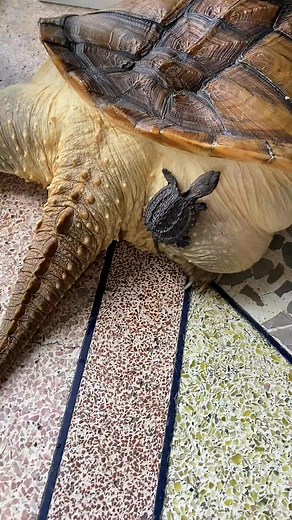 753K views · 1.2K reactions | What does Kobayashi mean Turtle, crocodile, turtle raising, daily life, this turtle has a big head | TurtleNest Diaries | Facebook