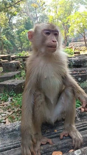 Adorable Monkey Learns to Get Peanuts from People 🥺💛