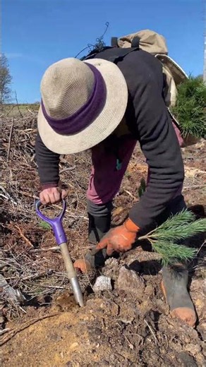 Planting Scots Pine Trees (Pinus Sylvestris)