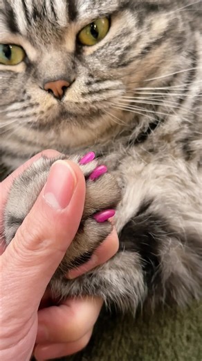 Understanding Cat Scratching Behavior