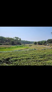 Tea Gardens of Sylhet | Waseem Altaf