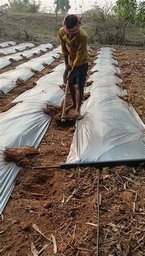 how to fix mulching paper in new field in odia//farminginnewtechniques #amarfarming#shorts