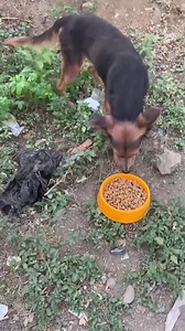 18K views · 1.1K reactions | Feeding Hungry Hearts ❤ | Wow Animals Channel | Facebook