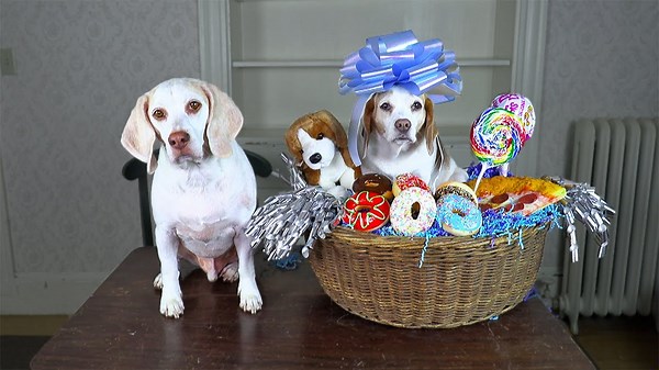 Dog Makes Cutest Gift Basket Ever! How to Assemble Gift Baskets with Maymo & Penny