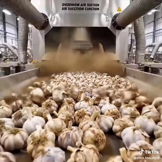 A garlic processing factory like you've never seen before #fullprocess #InsideTheFactory #factory #fyp #ModernManufacturing #factorywork This Creamy Fruit Custard Factory Is So Satisfying 😍🍓#FruitCustard #FoodFactory #SatisfyingProcess #HowItsMade #DessertProduction #FoodManufacturing #SweetFactory #foodtok