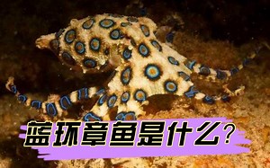 蓝环章鱼是什么？