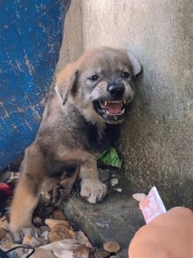 Unexpected Puppy Adoption During Exercise