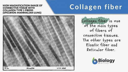 Collagen fiber Definition and Examples - Biology Online Dictionary