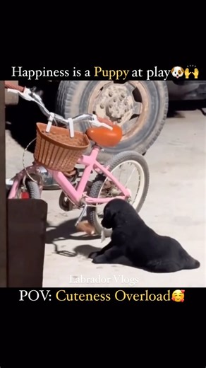 Labrador Vlogs on Instagram: "Today’s cutest video on Internet ❤️ Real Happiness is a puppy at play❤️ . . . . #dogs #puppies #playtime #black #labrador #dog #breed #puppy #playing #cycle #cuteness #cutenessoverload #cutiepie #reels #viral"