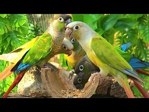 GREEN CHEEK CONURE : Parrots forage for food in bamboo tubes.